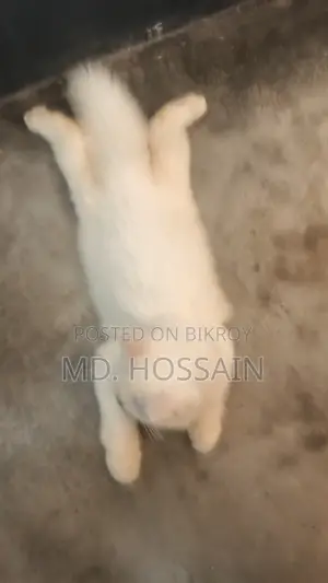 6-12 Months Male Purebred Persian Cat