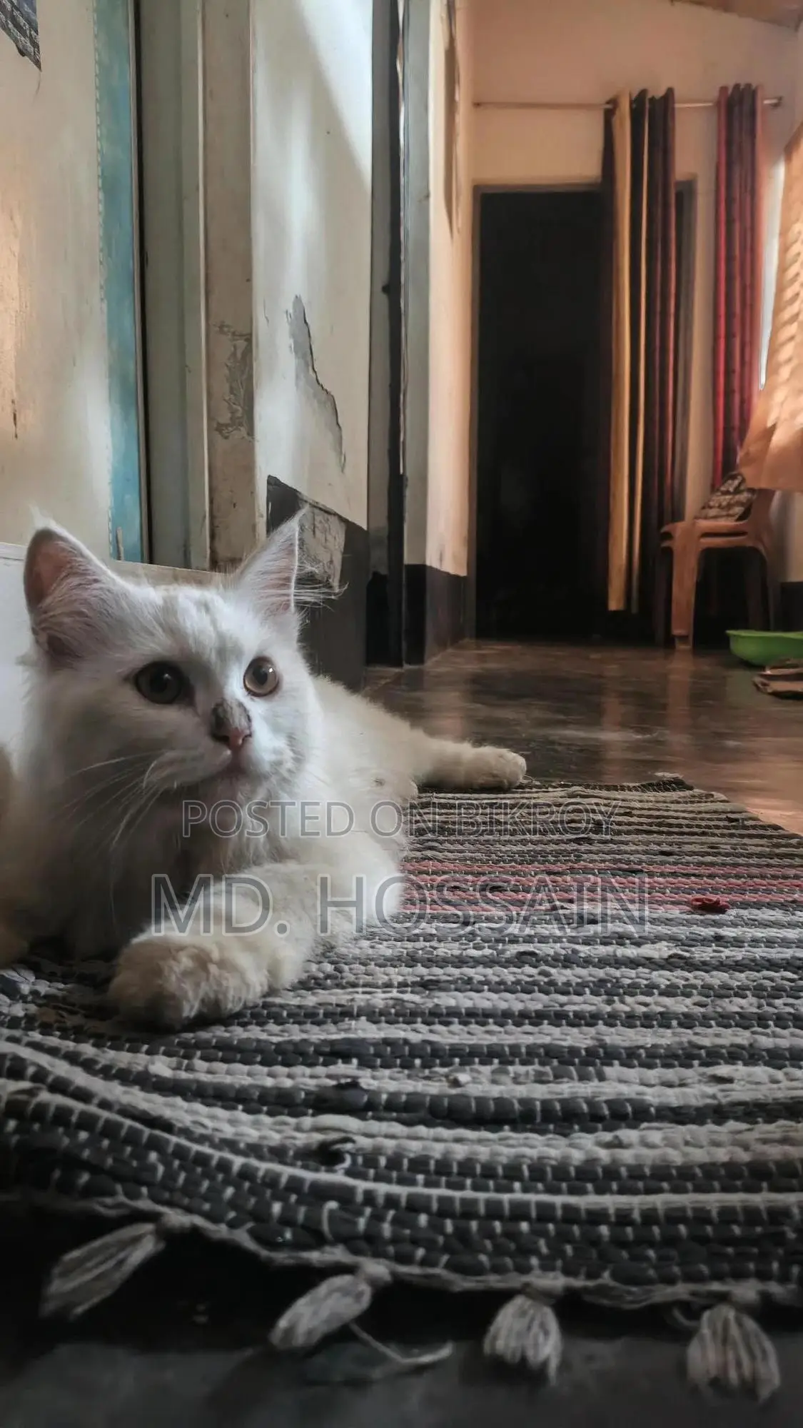 6-12 Months Male Purebred Persian Cat