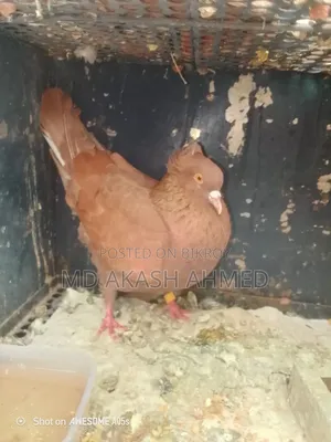 Bombay Pigeon