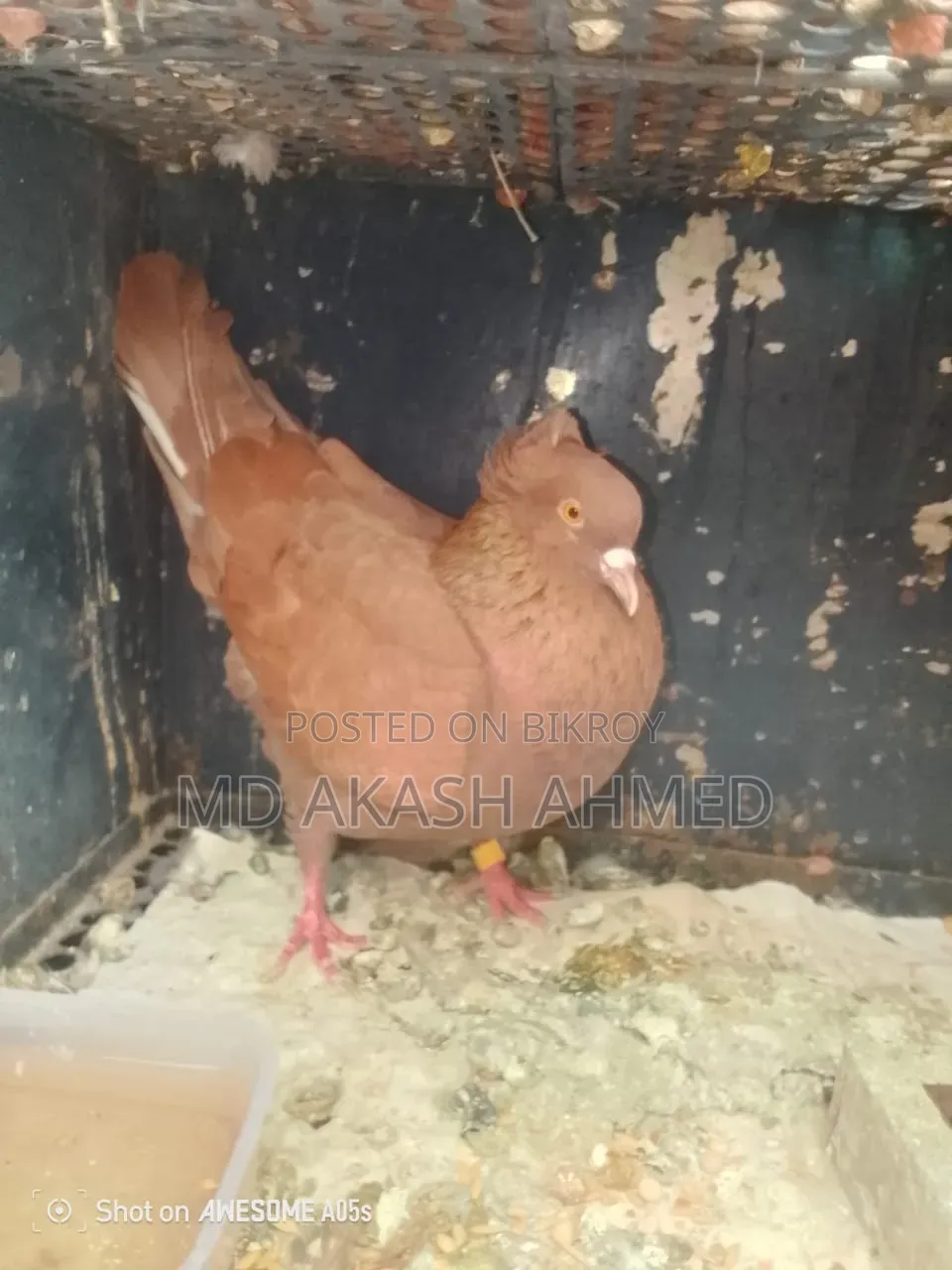 Bombay Pigeon