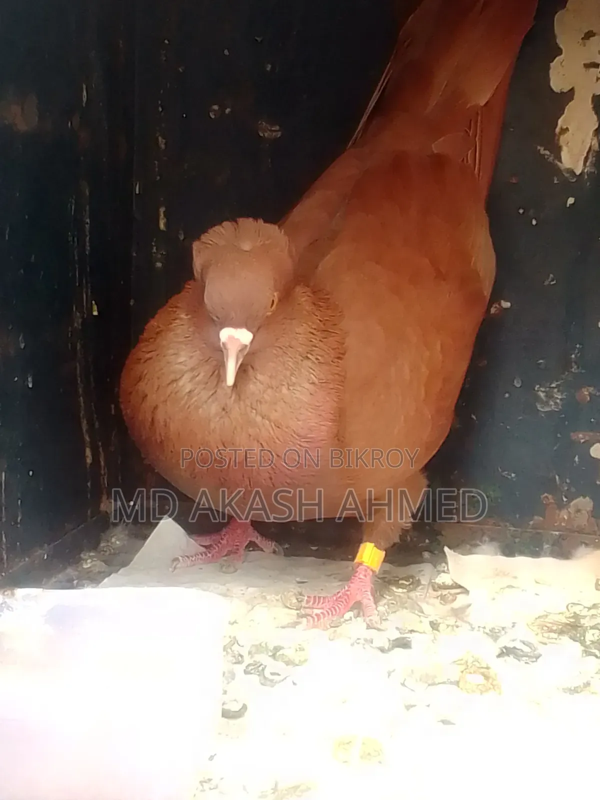 Bombay Pigeon