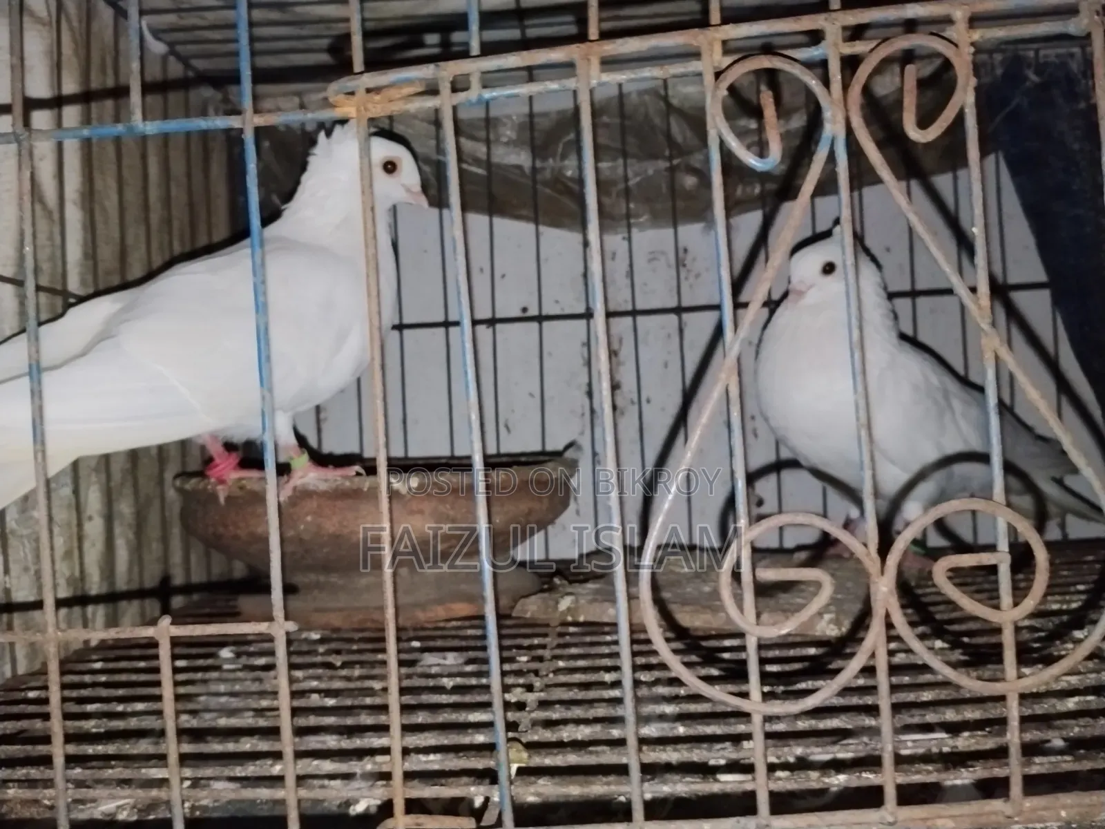 এক জোড়া কাজ্জি কবুতর বিক্রি হবে