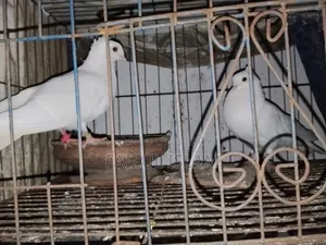 এক জোড়া কাজ্জি কবুতর বিক্রি হবে