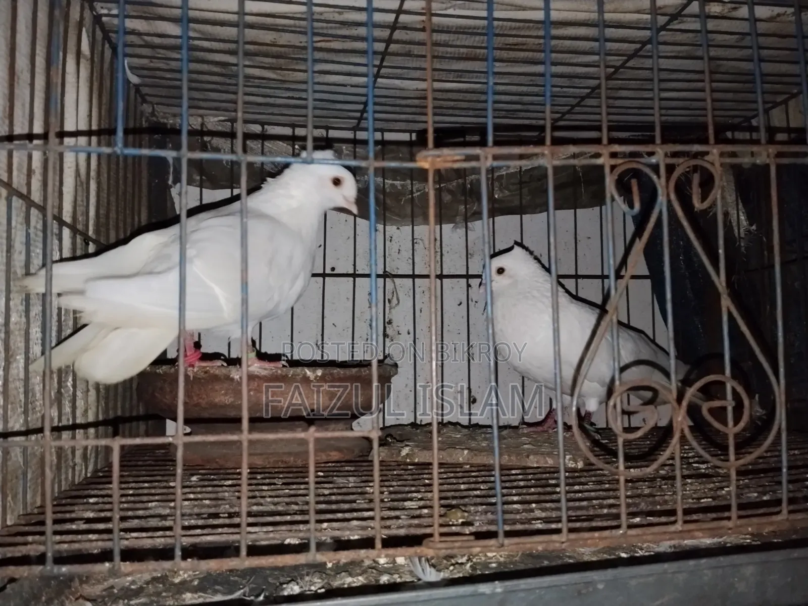 এক জোড়া কাজ্জি কবুতর বিক্রি হবে