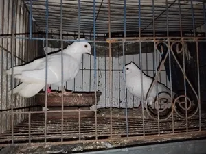 এক জোড়া কাজ্জি কবুতর বিক্রি হবে