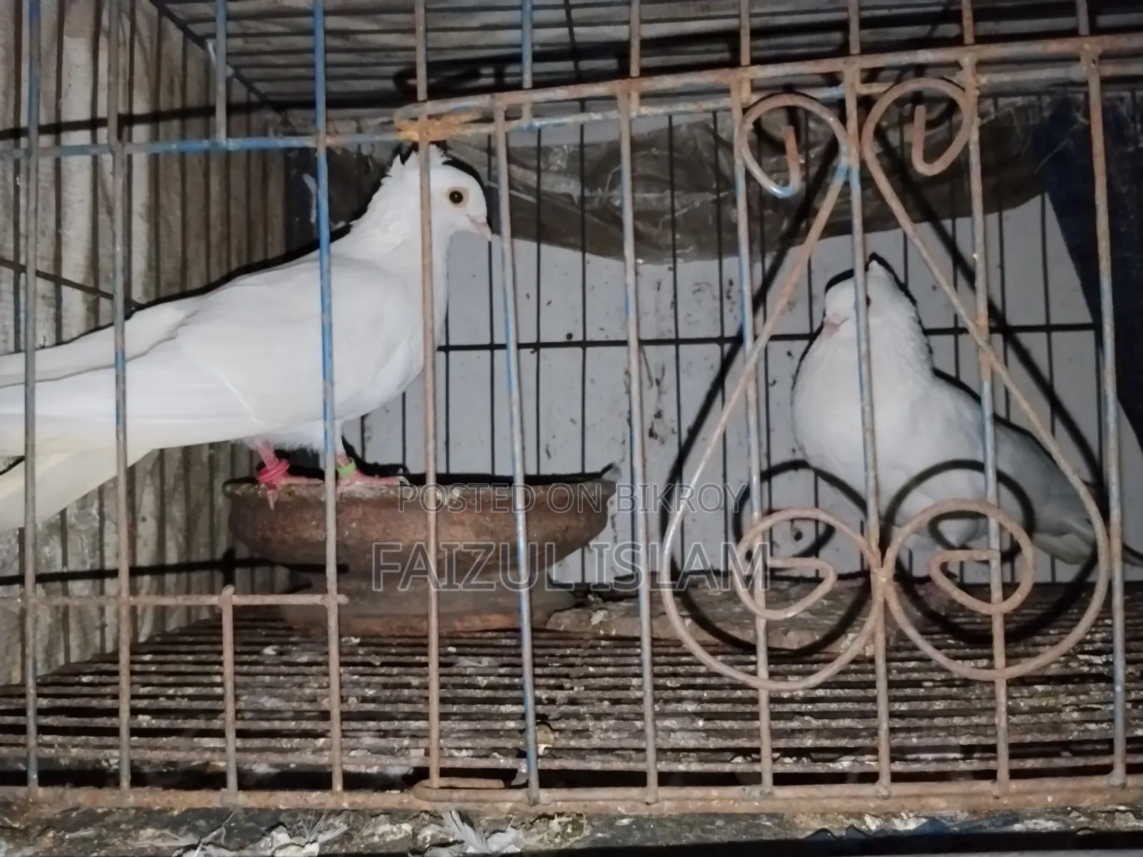 এক জোড়া কাজ্জি কবুতর বিক্রি হবে