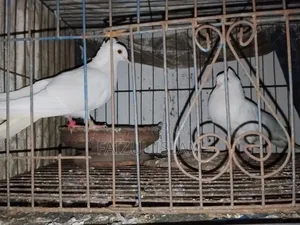 এক জোড়া কাজ্জি কবুতর বিক্রি হবে