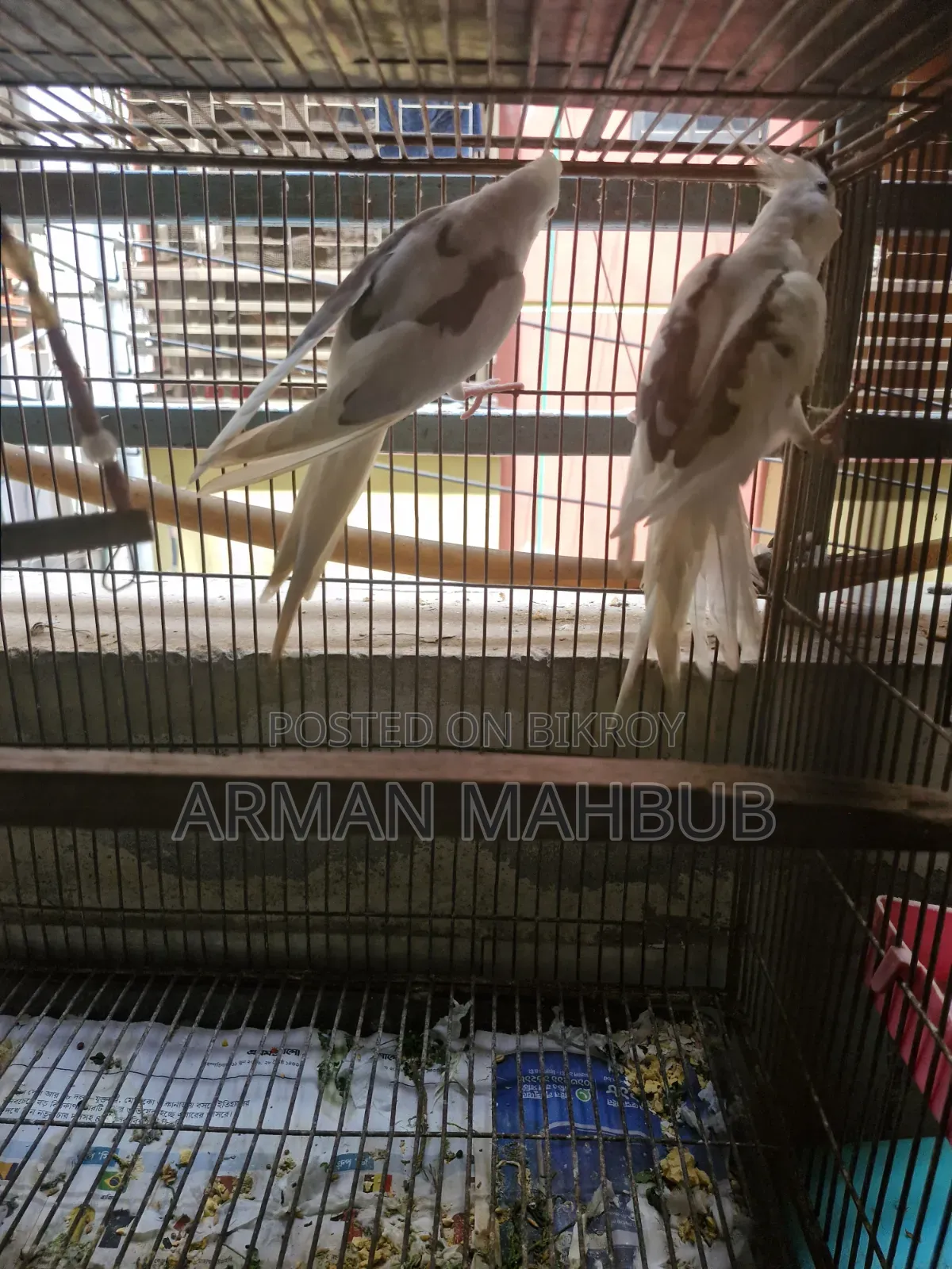 অ্যালবিনো বনাম পাইড