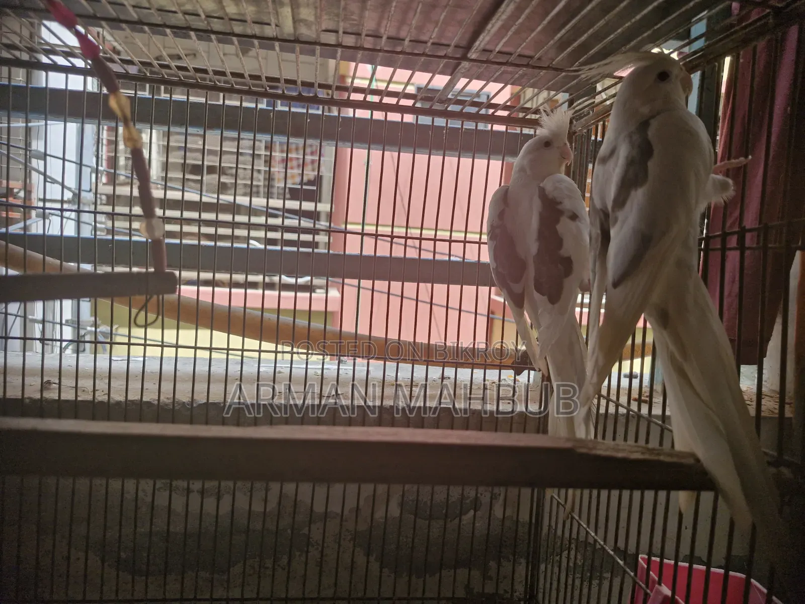 অ্যালবিনো বনাম পাইড