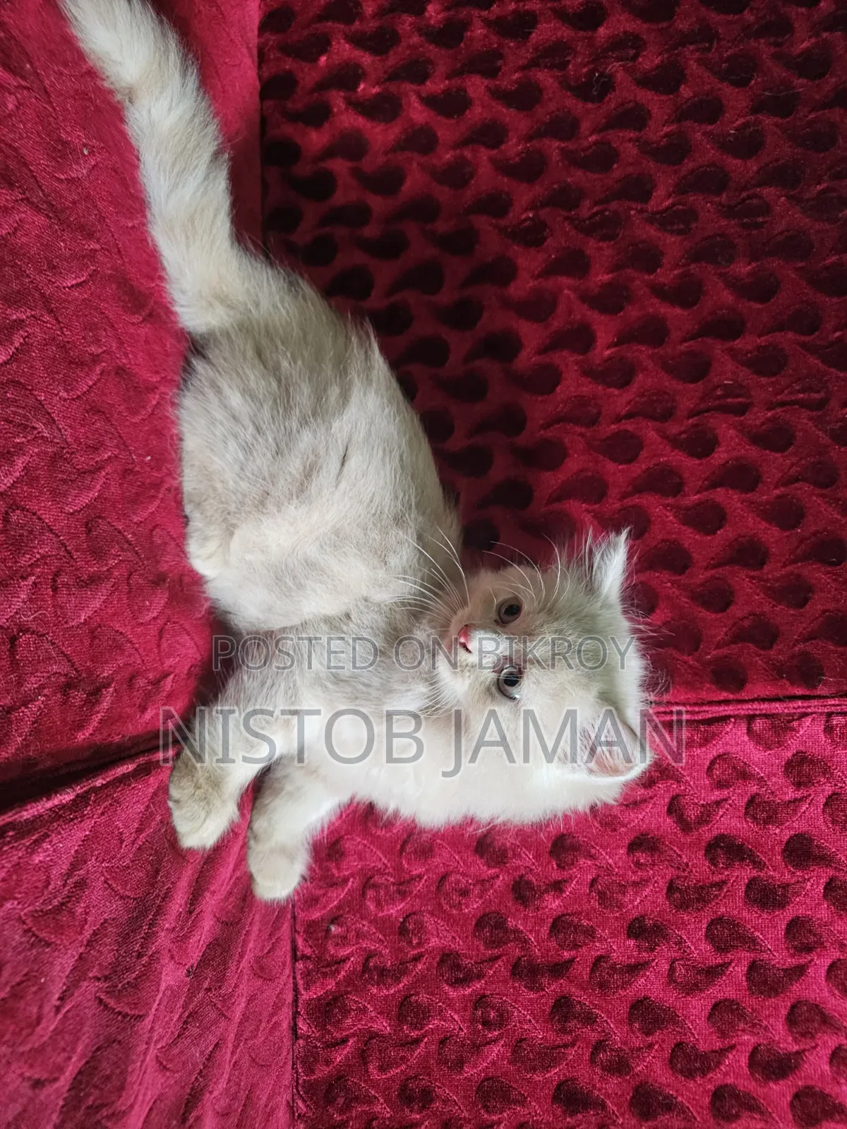 1-3 Months Male Purebred Persian