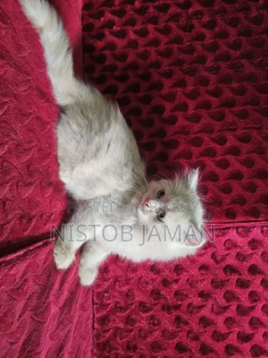 1-3 Months Male Purebred Persian