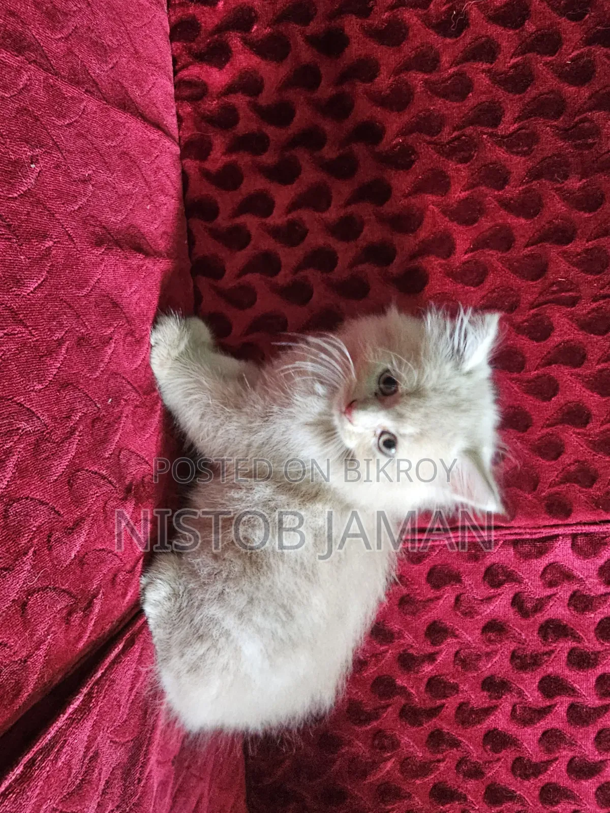 1-3 Months Male Purebred Persian