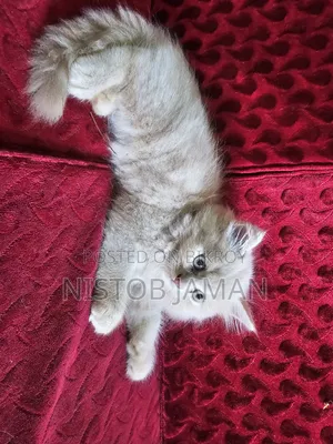 1-3 Months Male Purebred Persian