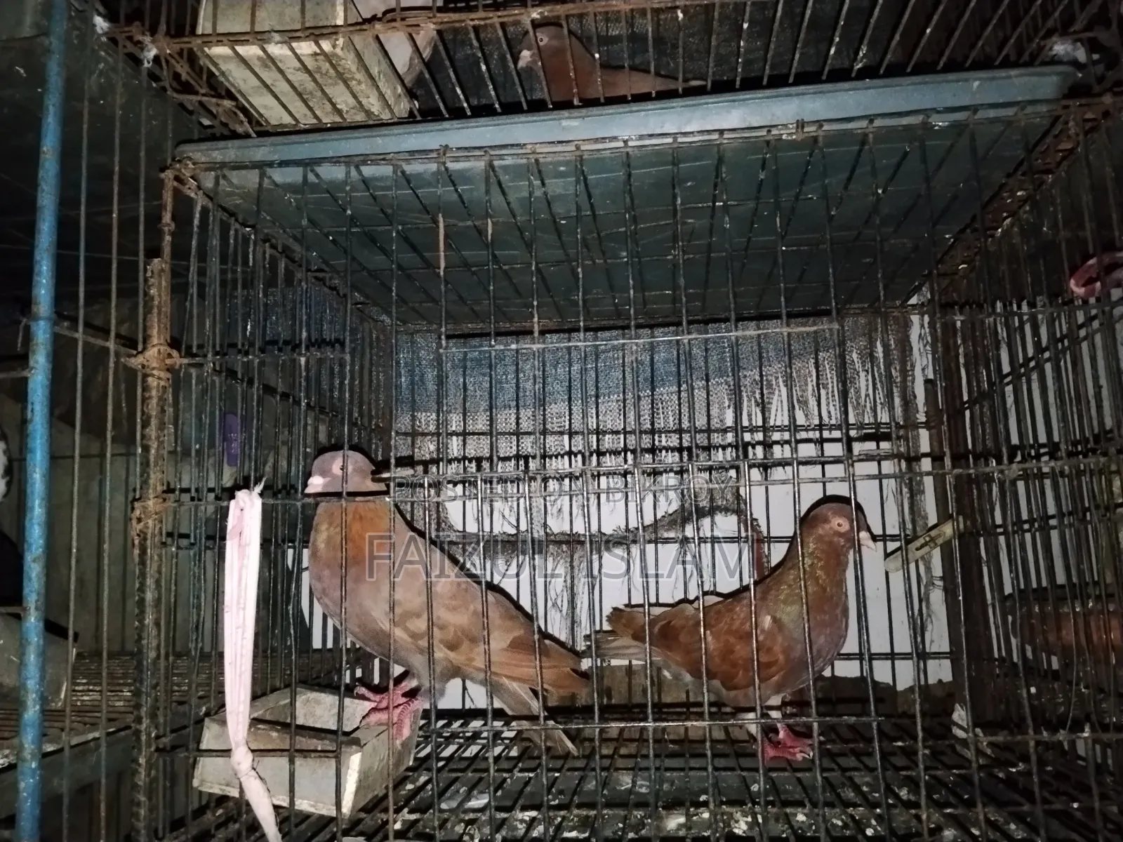 ১ জোড়া লাল সুল্লি কবুতর