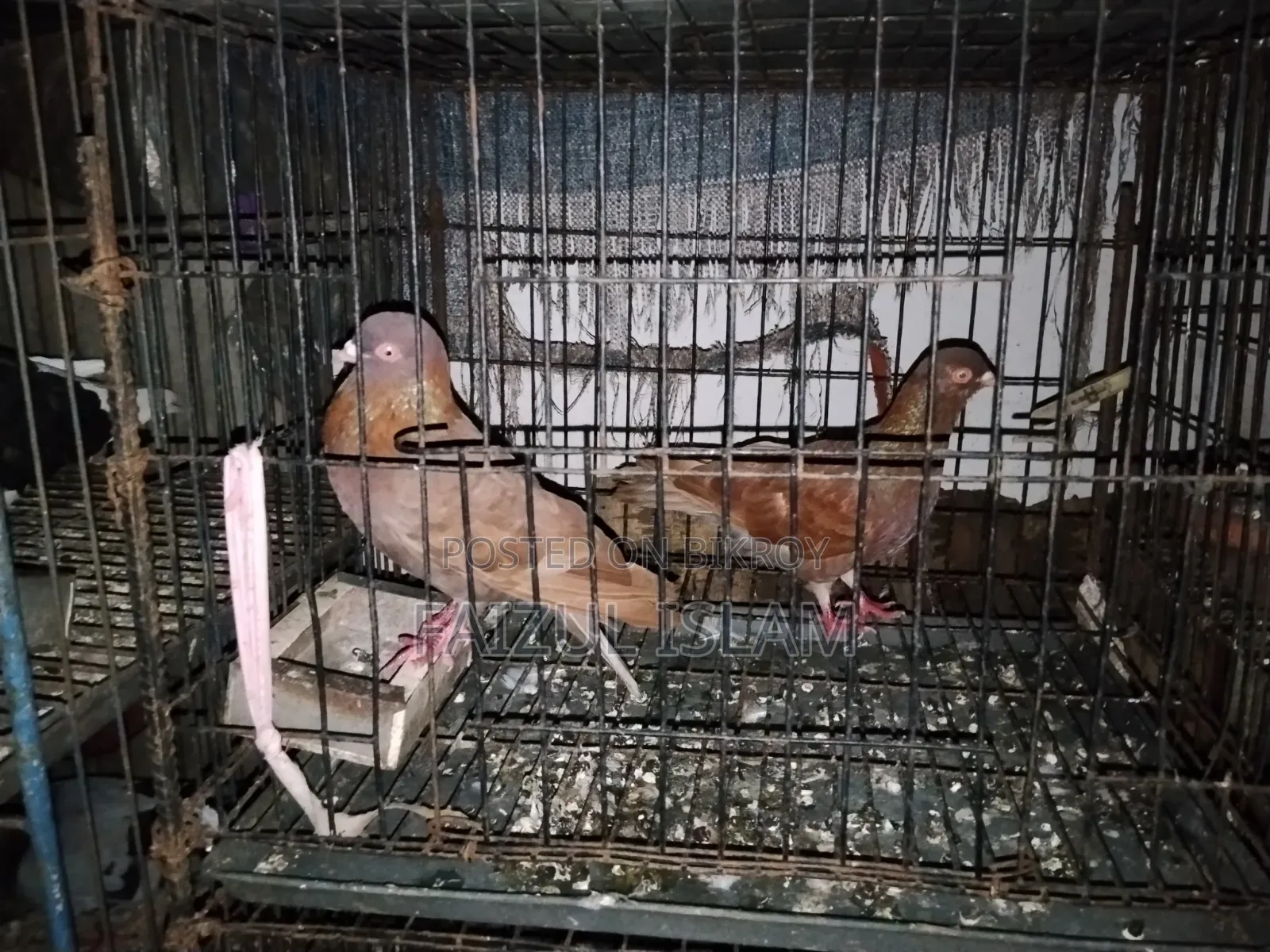 ১ জোড়া লাল সুল্লি কবুতর