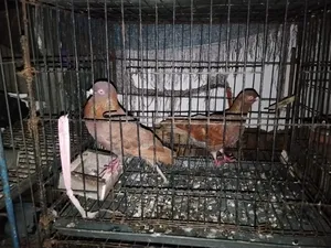 ১ জোড়া লাল সুল্লি কবুতর