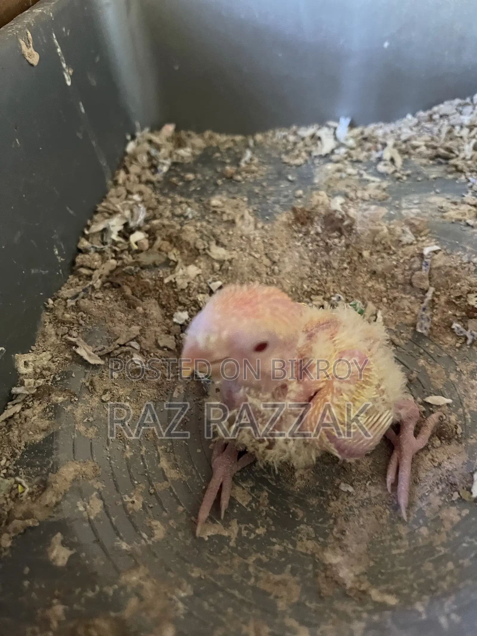 Lutino Opaline Love Bird Pair