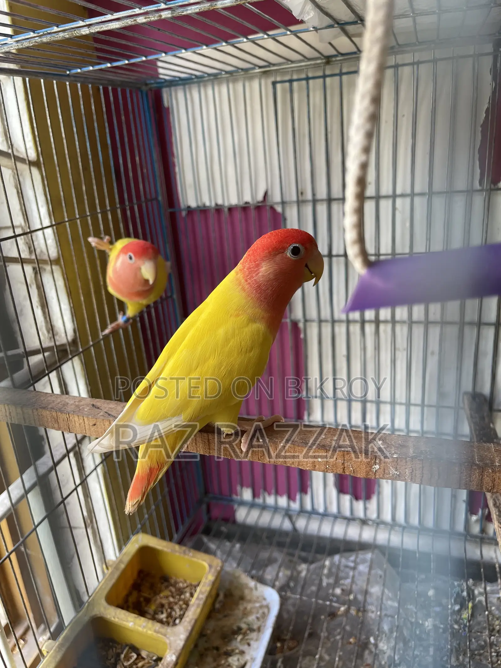 Lutino Opaline Love Bird Pair