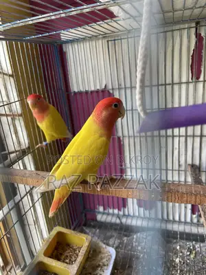 Lutino Opaline Love Bird Pair