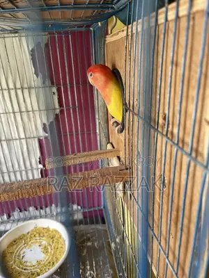 Lutino Opaline Love Bird Pair