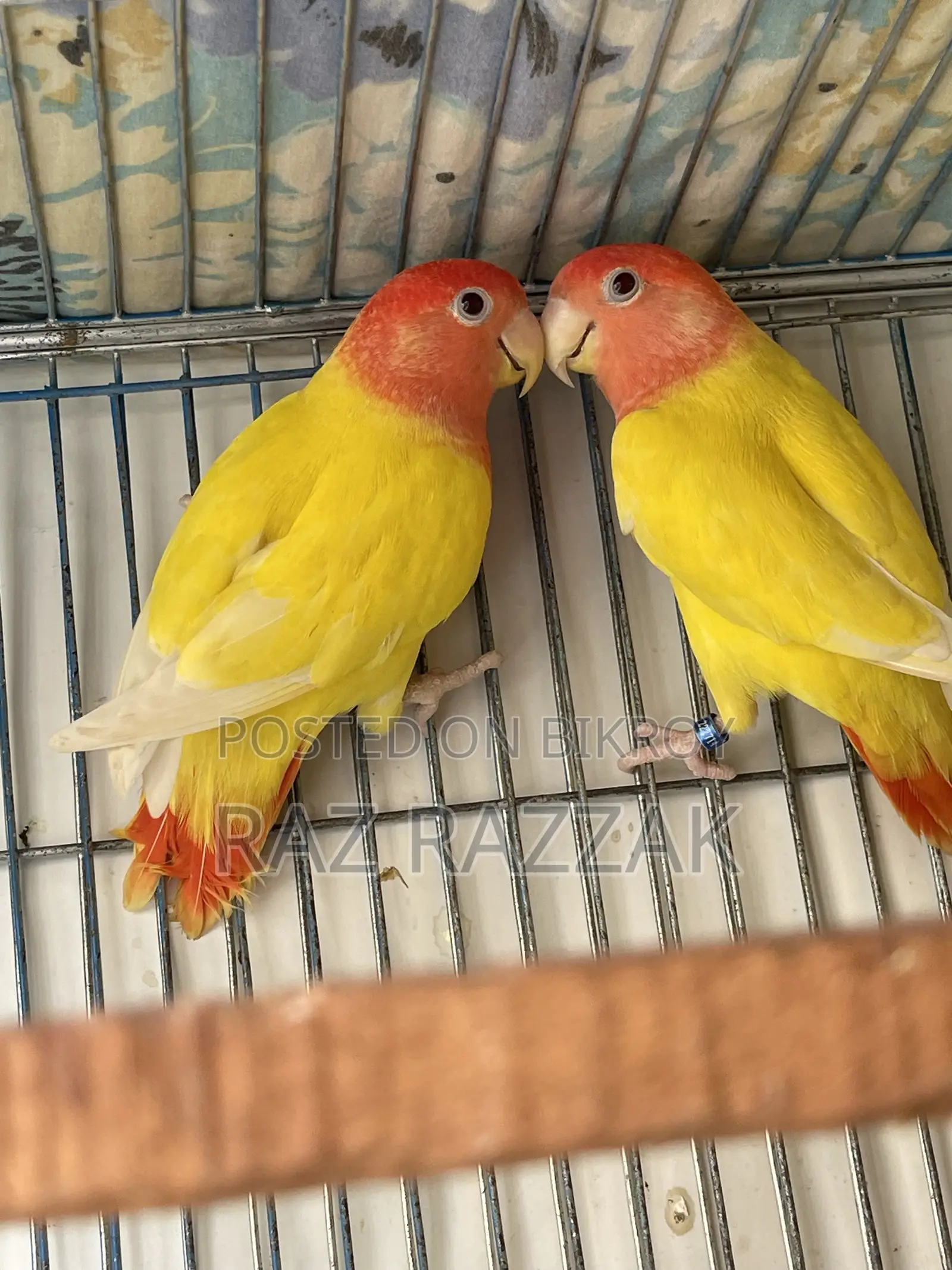 Lutino Opaline Love Bird Pair
