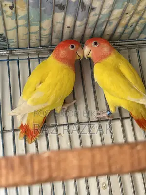 Lutino Opaline Love Bird Pair