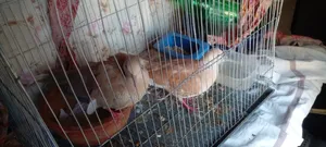Australian Dove/ Fully Running Master