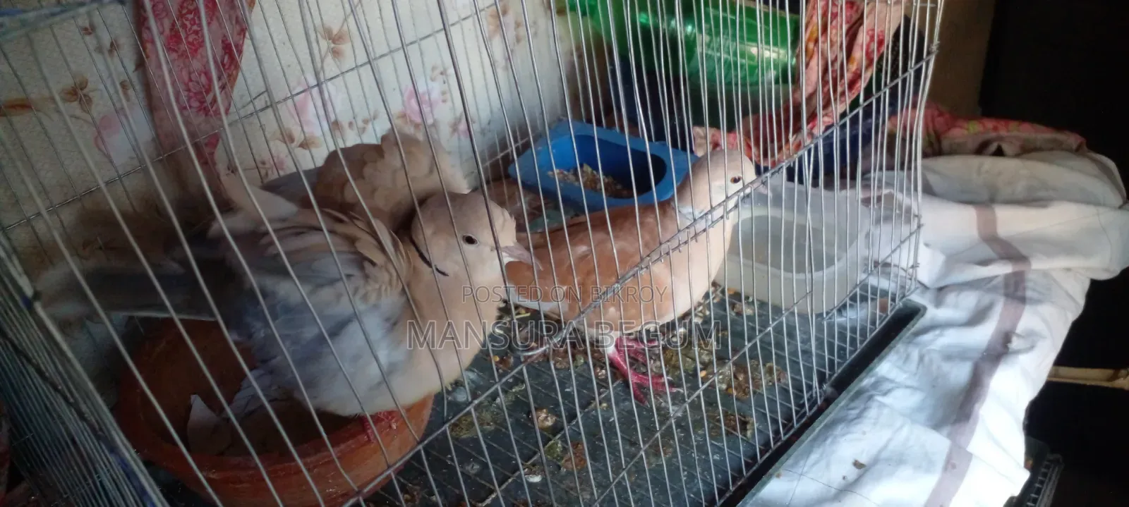 Australian Dove/ Fully Running Master