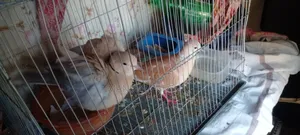 Australian Dove/ Fully Running Master