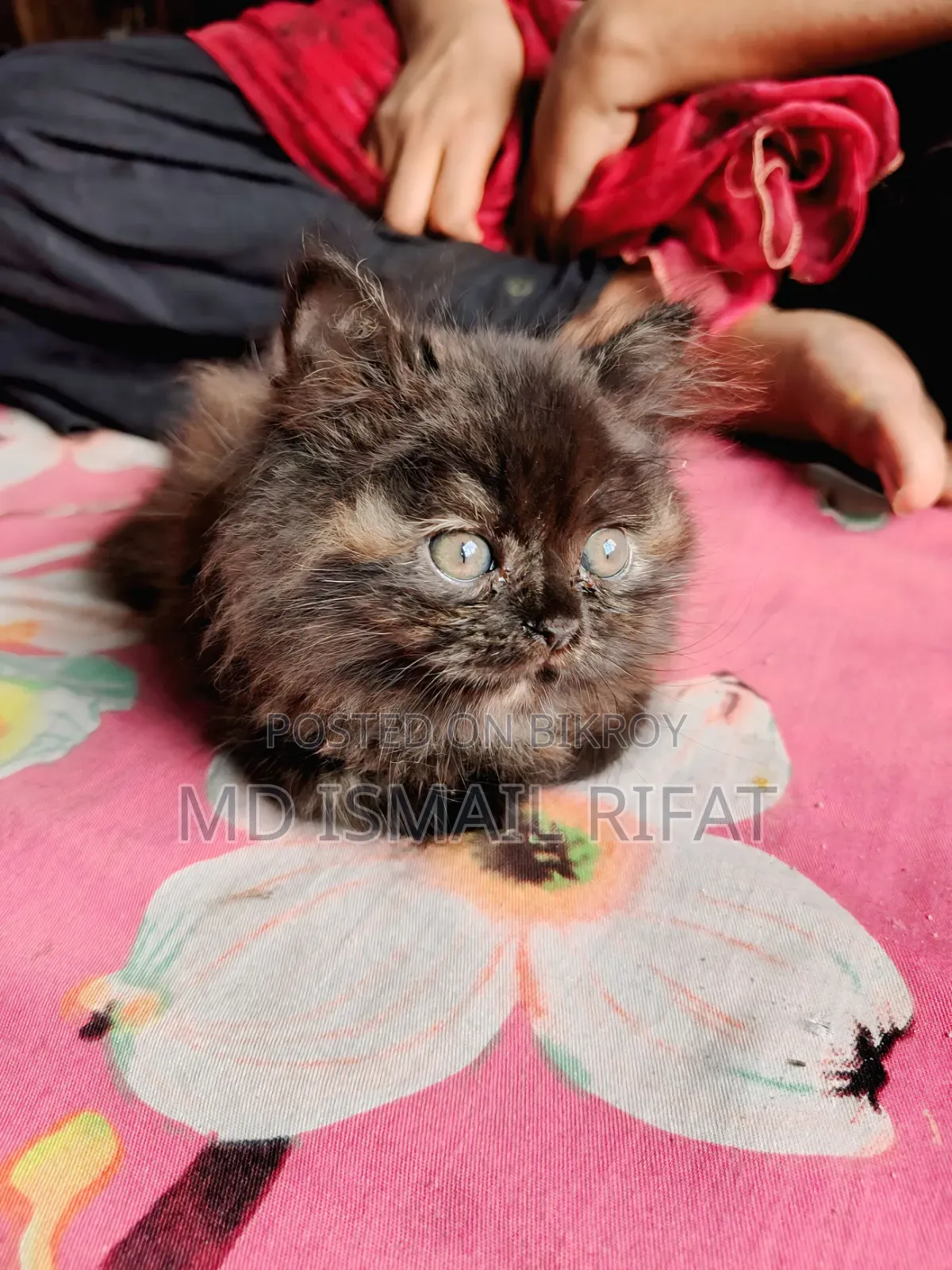 1-3 months Female Purebred Persian