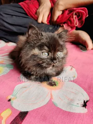 1-3 months Female Purebred Persian