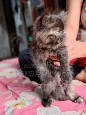 1-3 months Female Purebred Persian
