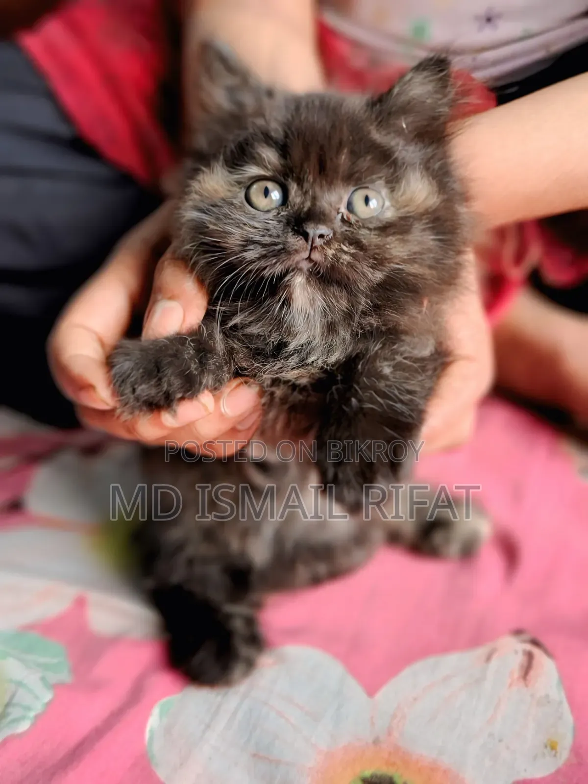 1-3 months Female Purebred Persian