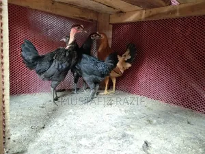 দেশি মুরগী