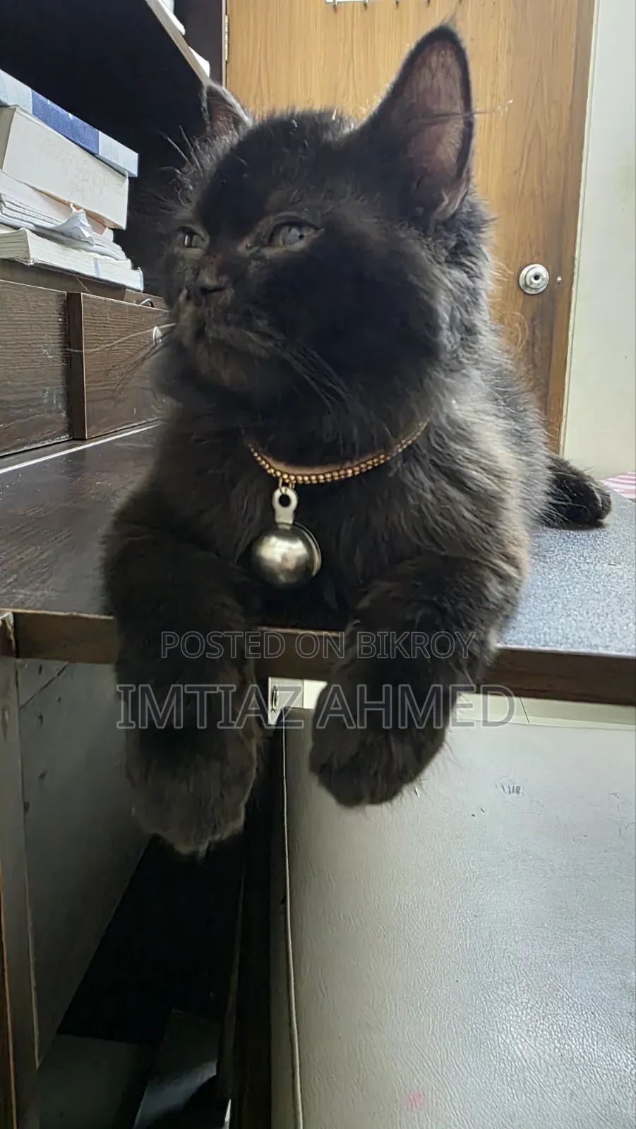 3-6 Months Male Purebred Persian Cat