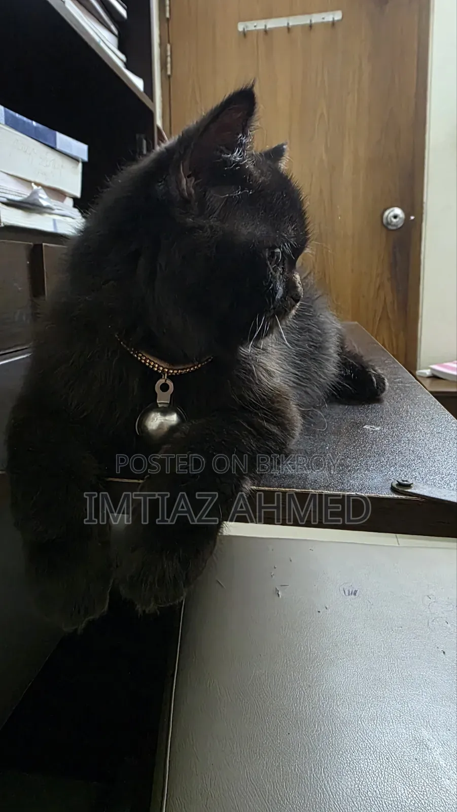 3-6 Months Male Purebred Persian Cat