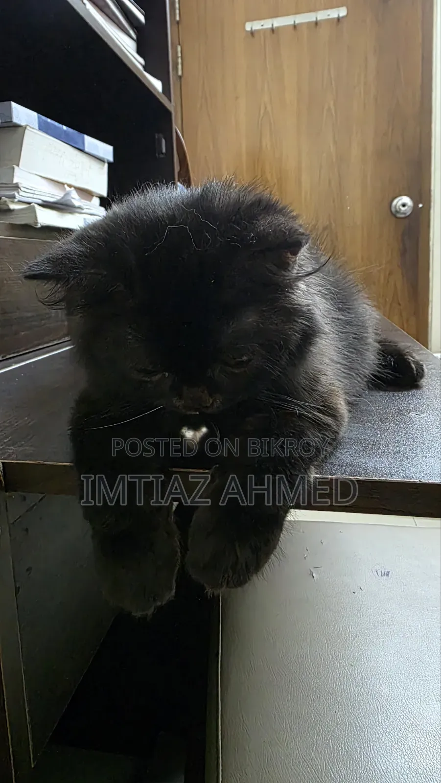 3-6 Months Male Purebred Persian Cat