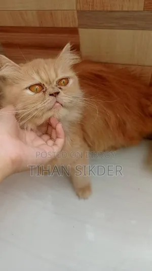6-12 Months Female Purebred Persian
