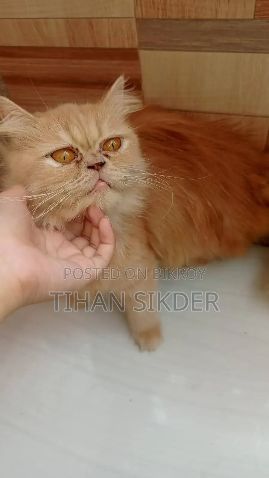 6-12 Months Female Purebred Persian