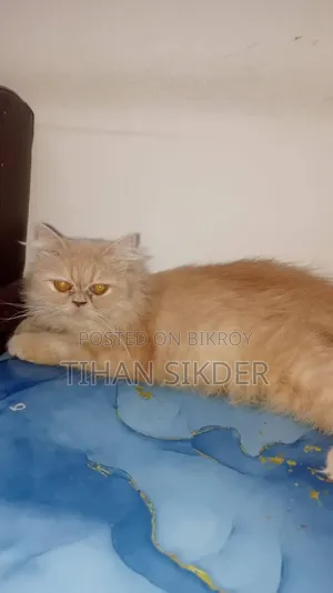 6-12 Months Female Purebred Persian
