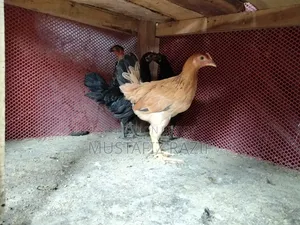 দেশি মুরগী