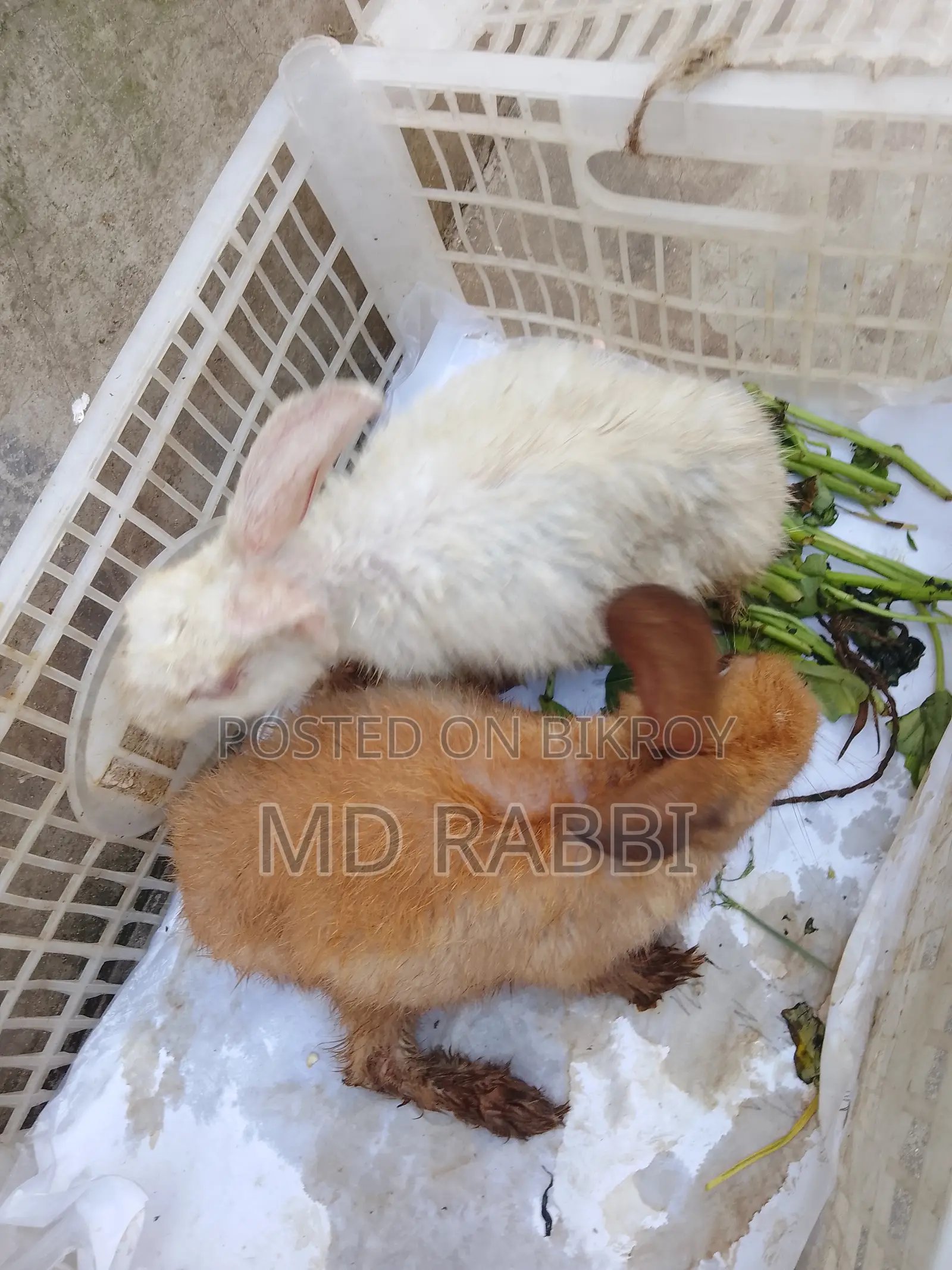Pet Rabbit