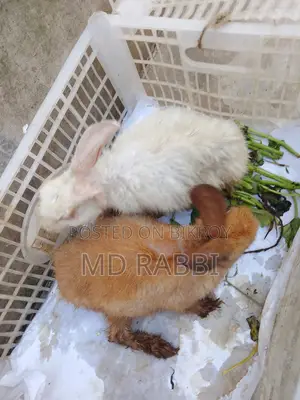 Pet Rabbit