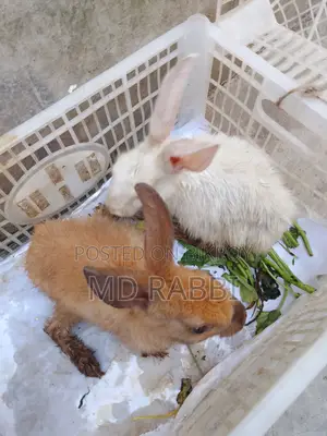 Pet Rabbit