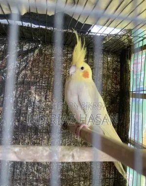 Lutino Cockatiel Running Pair