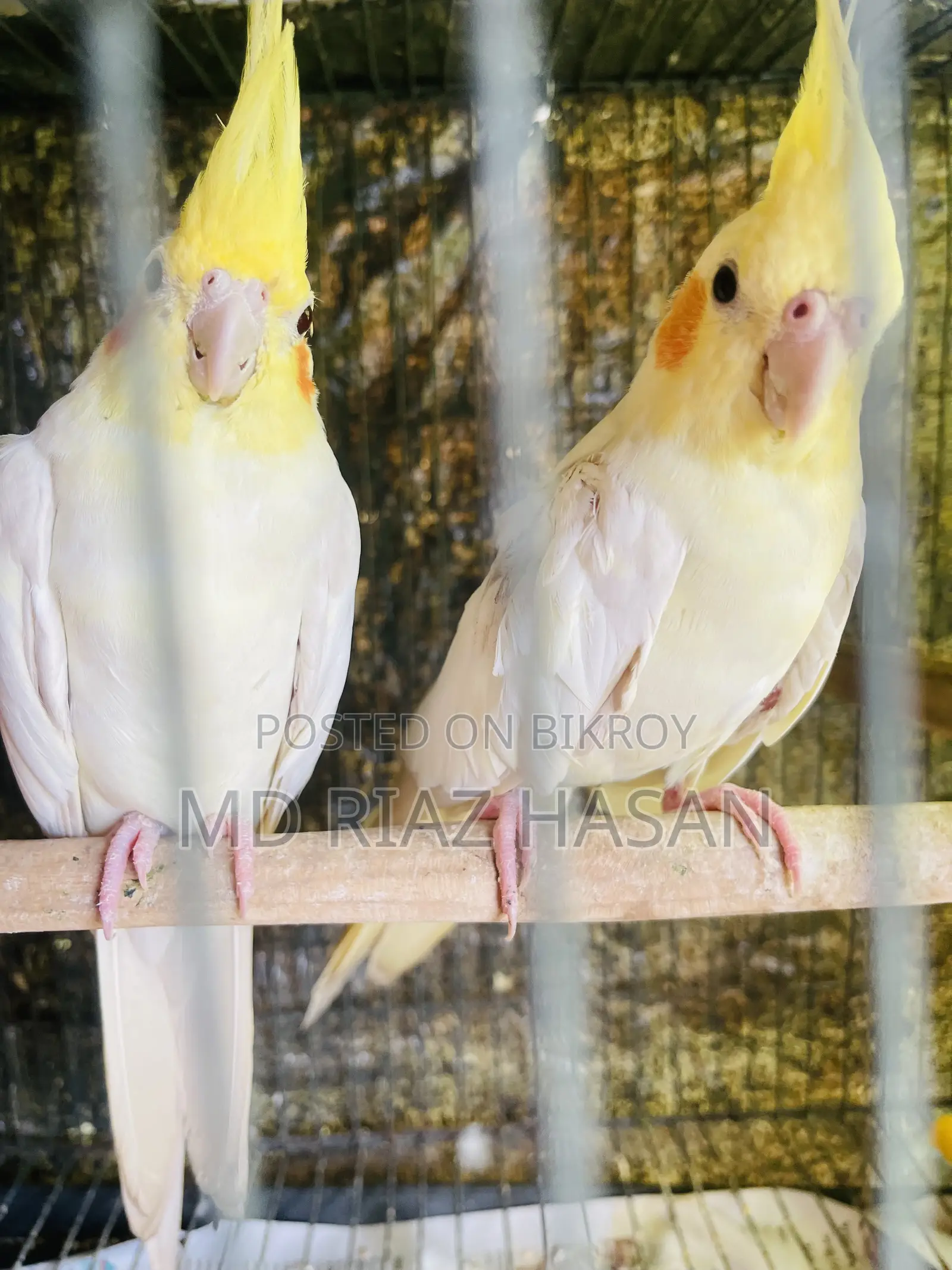 Lutino Cockatiel Running Pair