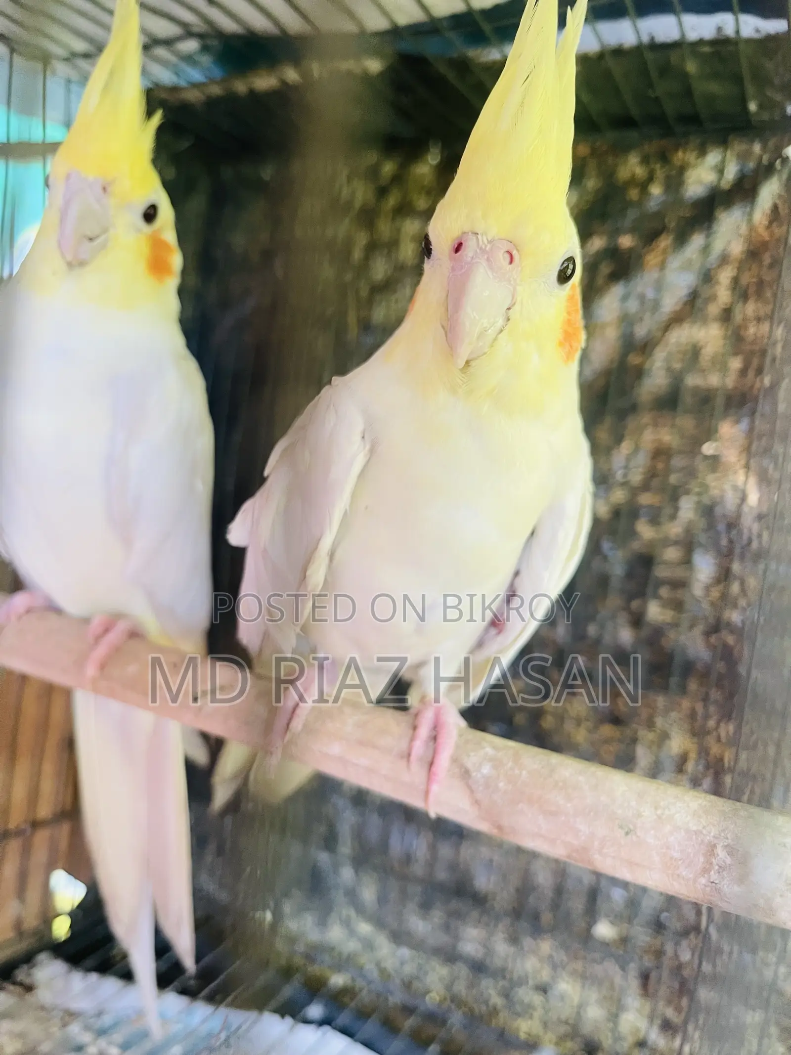 Lutino Cockatiel Running Pair