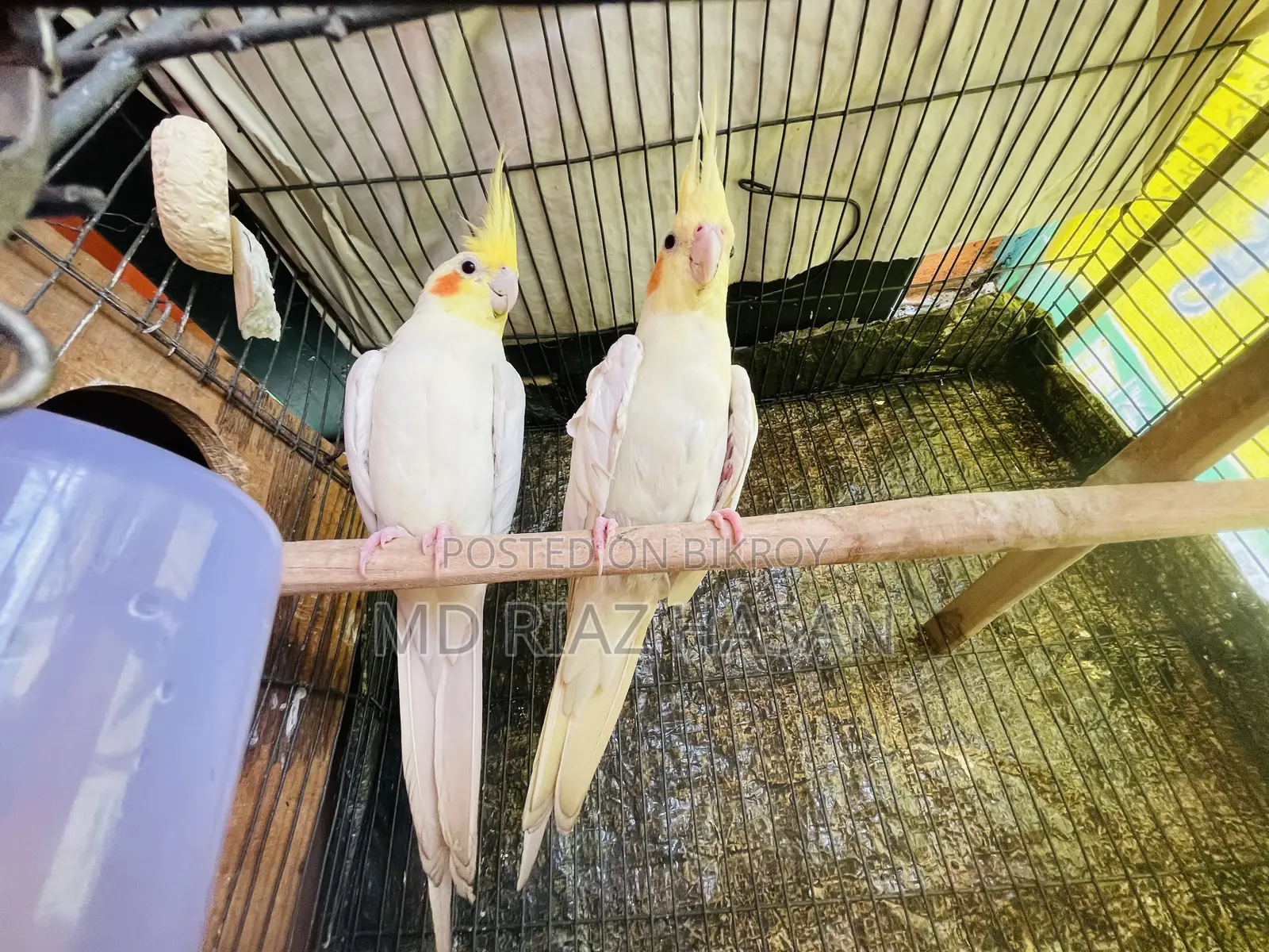 Lutino Cockatiel Running Pair