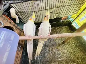 Lutino Cockatiel Running Pair