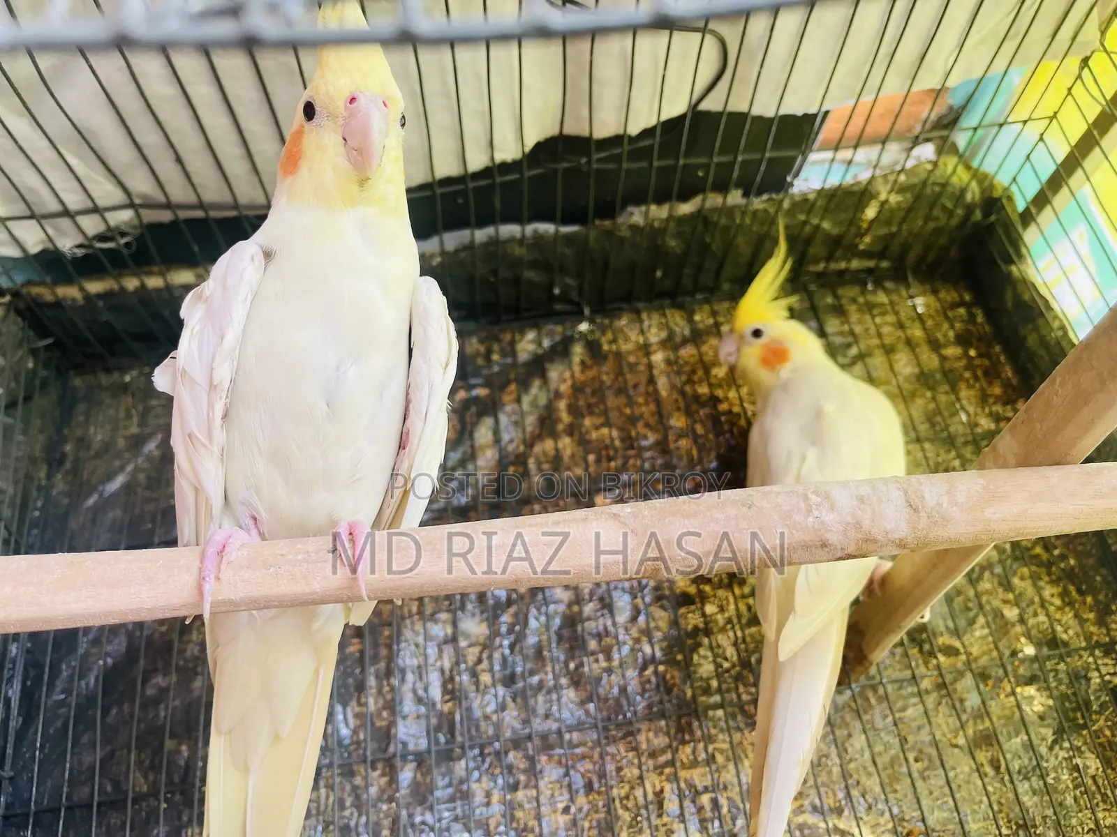 Lutino Cockatiel Running Pair